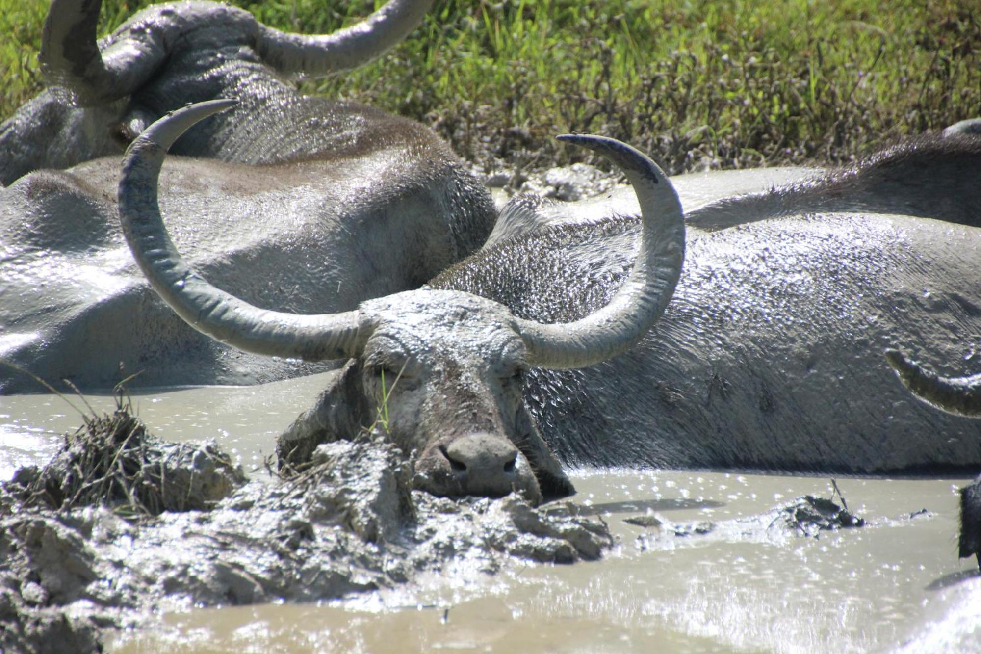 Udara Guest - Yala Safari Villa Exteriör bild